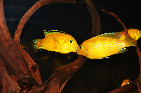 Labidochromis caeruleus fish tank