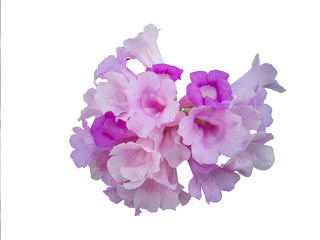 Garlic vine or Mansoa alliacea Flower isolated on white background with clipping path.