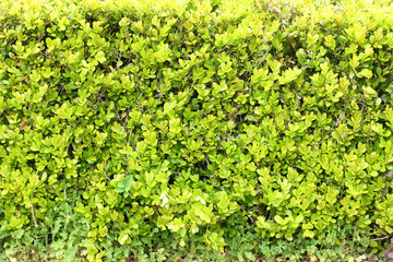 Fototapeta na wymiar 緑の植物