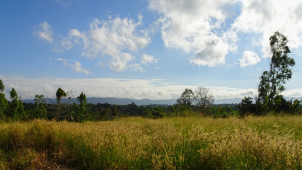 Fototapeta premium green field and blue sky
