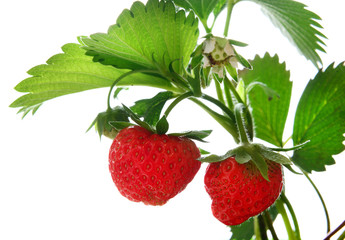 Strawberry on green leaf isolated on white.strawberry on a branch.