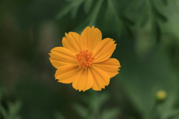 yellow flower macro shot