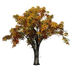 American Elm tree in autumn - isolated on white background