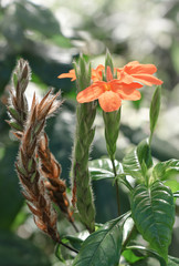 exotic flowering plant with thorns