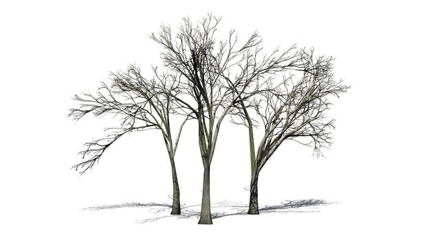 several American Elm trees in the winter with shadow on the floor - isolated on white background