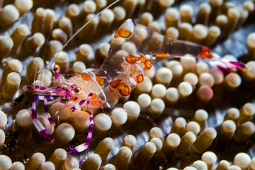 Sea anemone shrimp