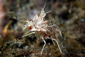 Pygmy Shrimp
