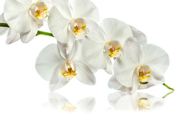 Fototapeta na wymiar Orchid. A branch of white orchids. Greeting card. Beautiful composition. Isolate on white background. White orchid branch with reflection on white background