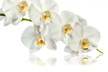Fototapeten Orchidee. Ein Zweig weißer Orchideen. Grußkarte. Schöne Komposition. Auf weißem Hintergrund isolieren. Weiße Orchideenniederlassung mit Reflexion auf weißem Hintergrund © Nataliya Schmidt