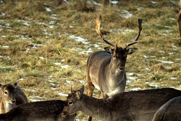 The male European doe, at the end of autumn in a forest glade, on the territory of a hunting farm