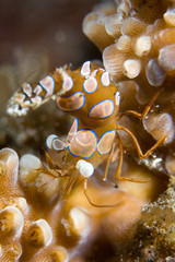 coral Shrimp