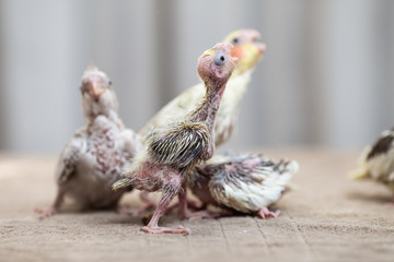 Close up shot of beautiful miniature Cockatiel chicks playing and searching for feeding.