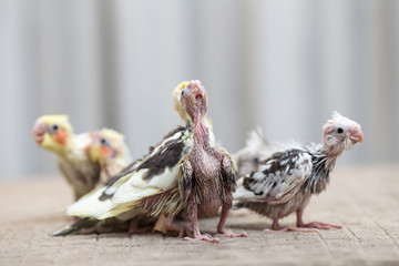 Close up shot of beautiful miniature Cockatiel chicks playing and searching for feeding.