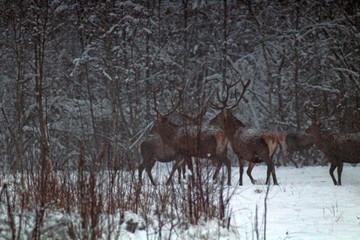 Naklejka na ściany i meble European deer feeding in winter in a forest glade, during a heavy snowfall, on the territory of hunting