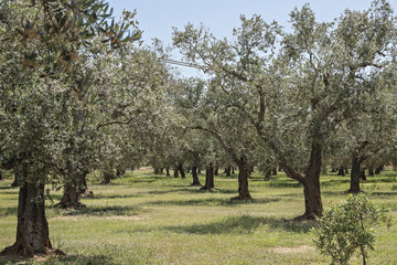 Fototapeta premium Uliveto pugliese