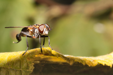 Fly cleans its paws