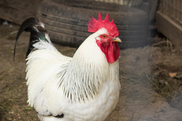 Chicken on the farm. Farm products. Chicken eggs. Chicken tasty food. Chicken's meat