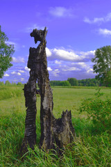 Кора дерева (Tree bark)