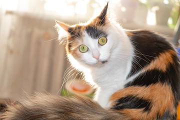 motley cat looks surprised and funny