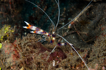 coral shrimp