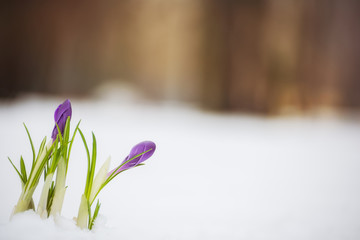 The first spring flowers of crocuses made their way through the snow in the forest.
