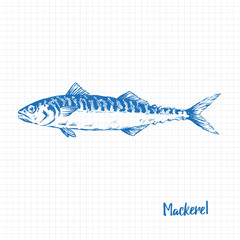 Realistic Hand Drawn Illustration a Mackerel, Scomber, Blue on graph paper