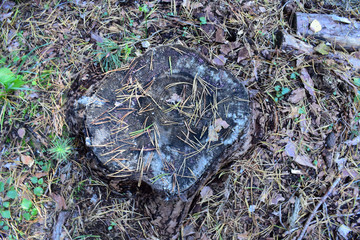 The stump is dusted with fir needles.