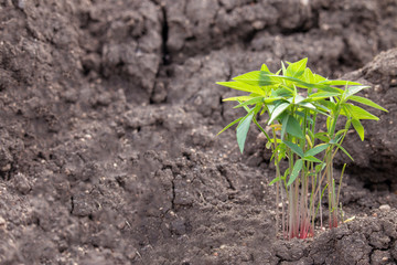 The seedling are growing in the soil.