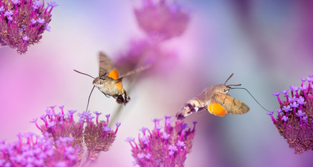 Hummingbird Hawk Moth (Macroglossum stellatarum) sucking nectar from flower in the garden