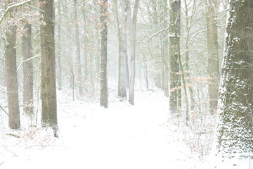 besneeuwde bomenlaan met dennen en beuken in de Kruisbergse bossen in de Achterhoek