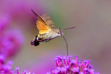 Hummingbird Hawk Moth (Macroglossum stellatarum) sucking nectar from flower in the garden