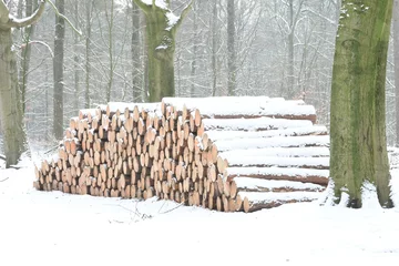 Foto auf Leinwand besneeuwde boomstammen van dennen in de Kruisbergse bossen in de Achterhoek  © henkbouwers