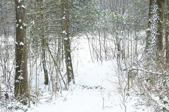 besneeuwde bomen en struiken in de Kruisbergse bossen in de Achterhoek
