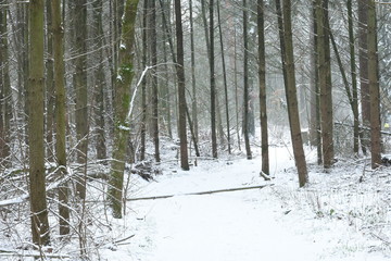 besneeuwde bomenlaan met dennen in de Kruisbergse bossen in de Achterhoek