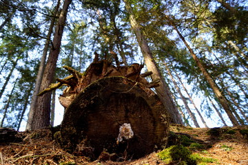 Fototapeta na wymiar Background with log - Tercino udoli, Nove hrady, South Bohemia