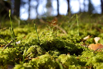 Green background with moss - Tercino udoli, Nove hrady, South Bohemia