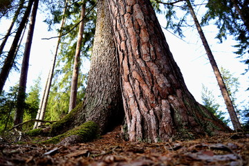 Picea and Pines, detail - Tercino udoli, Nove Hrady, South Bohemia