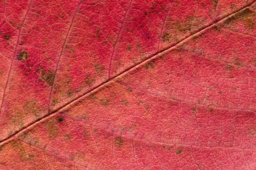 Fototapeta na wymiar Close up of abstract maple autumn leave background