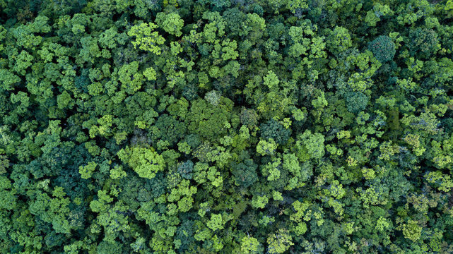 Forest and tree landscape texture abstract background, Aerial top view forest atmosphere area, Texture of forest view from above, Ecosystem and healthy ecology environment concepts.