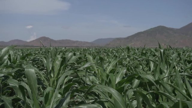 Corn growing in field