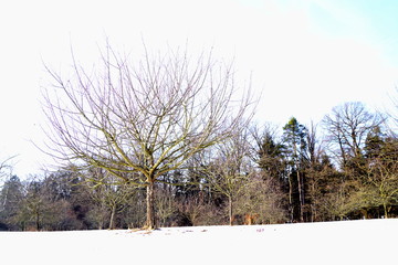 Orchard and winter meadow - Nove Hrady, South Bohemia