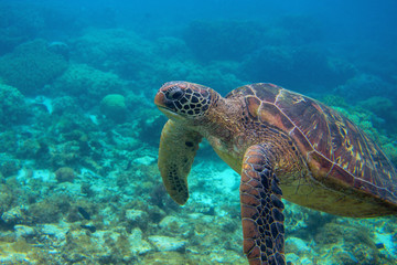 Obraz na płótnie Canvas Sea turtle closeup. Endangered marine turtle underwater photo. Oceanic animal in wild nature