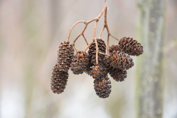 elzenproppen tegen een winterse achtergrond in de Kruisbergse Bossen