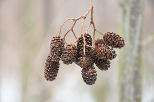 elzenproppen tegen een winterse achtergrond in de Kruisbergse Bossen
