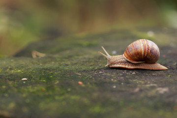 snail on the tree on the right side