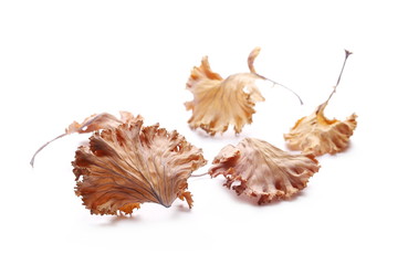 Fototapeta premium Dry leaves isolated on white background