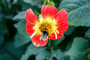 Abeille qui butine sur fleur de dahlia