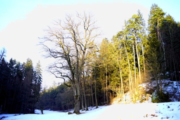 Oak, Piceas and light - Tercino udoli, Nove Hrady, South Bohemia