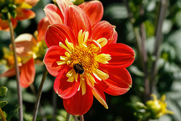 Abeille qui butine sur fleur de dahlia