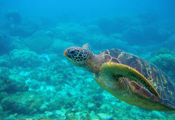 Fototapeta premium Green turtle close look. Exotic marine turtle underwater photo. Oceanic animal in wild nature.